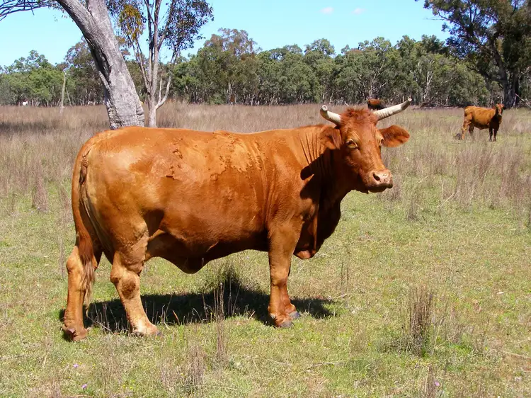 Second view of Homely rural property listing, 296 Limestone Road, Ashford NSW 2361