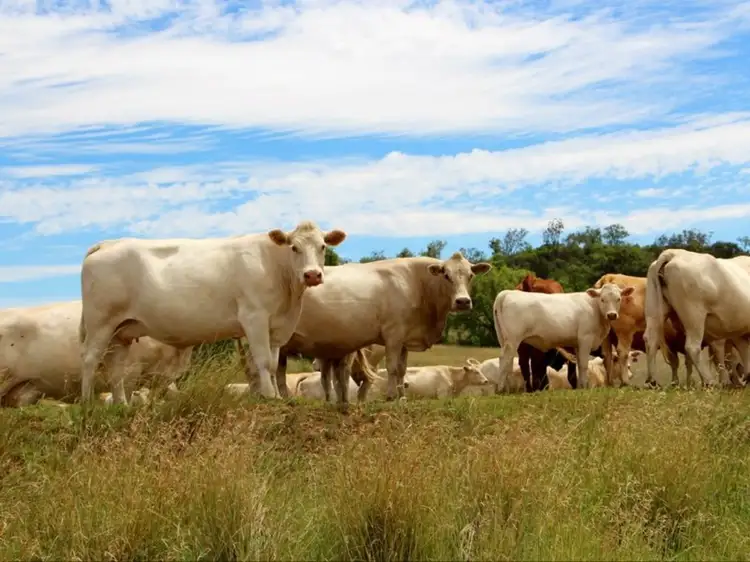 Fourth view of Homely rural property listing, 6805 Warialda Road, Yetman NSW 2410