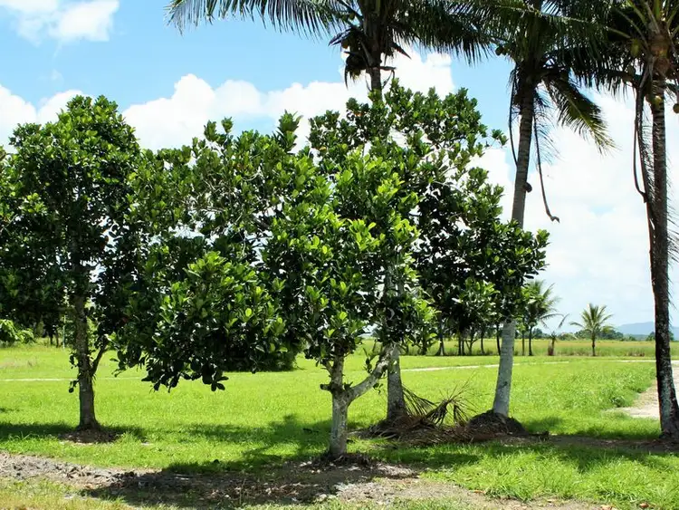 Third view of Homely land listing, 37-39 Clyde Road, Babinda QLD 4861