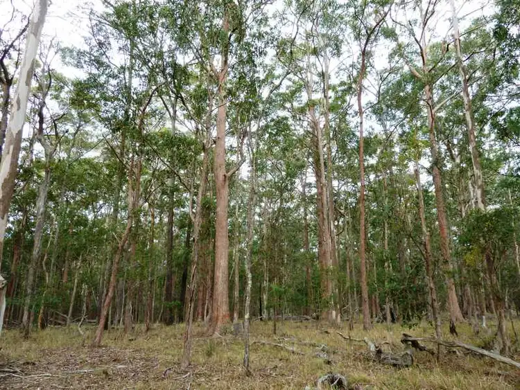 Fourth view of Homely land listing, 77 83 91 Blackhead Road, Rainbow Flat NSW 2430