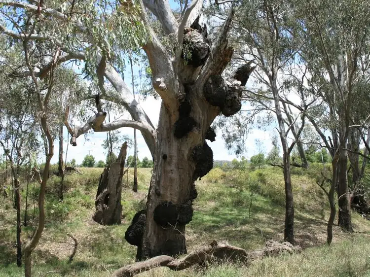 Sixth view of Homely rural property listing, Lot 1 Condamine River Road, Pratten QLD 4370