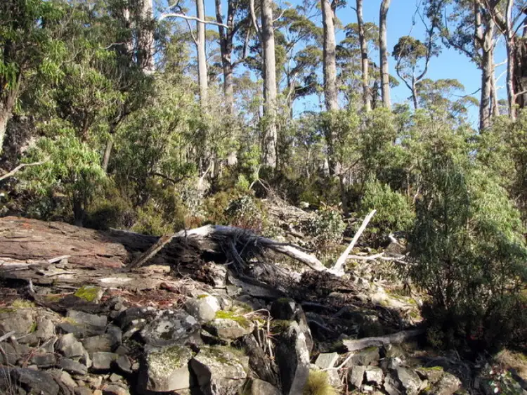 Fifth view of Homely rural property listing, Schulhofs Road, Blessington TAS 7212