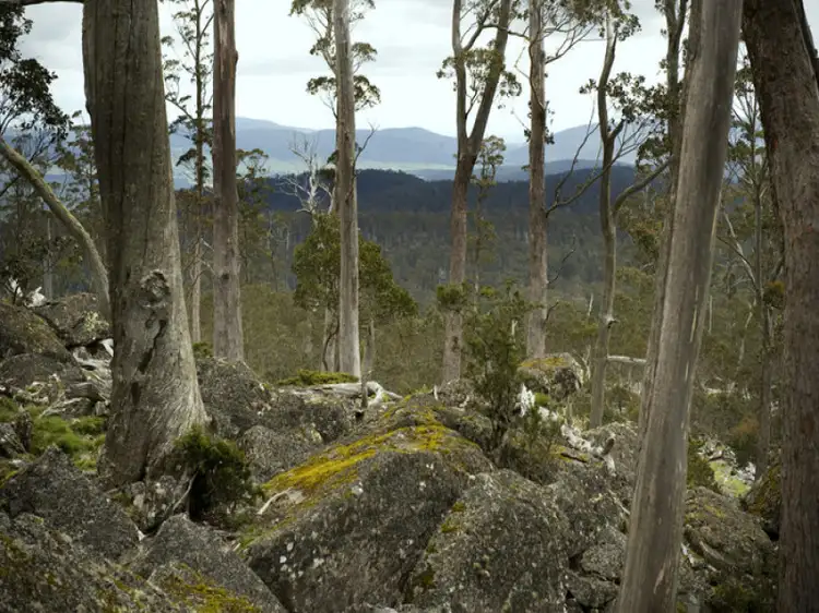 Third view of Homely rural property listing, Schulhofs Road, Blessington TAS 7212