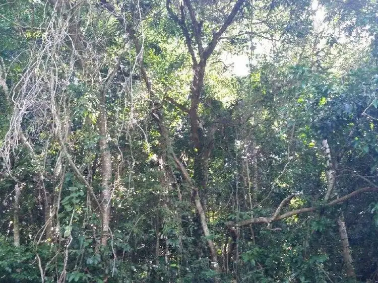 Fifth view of Homely land listing, 185-187 Stanton Road, Smithfield QLD 4878