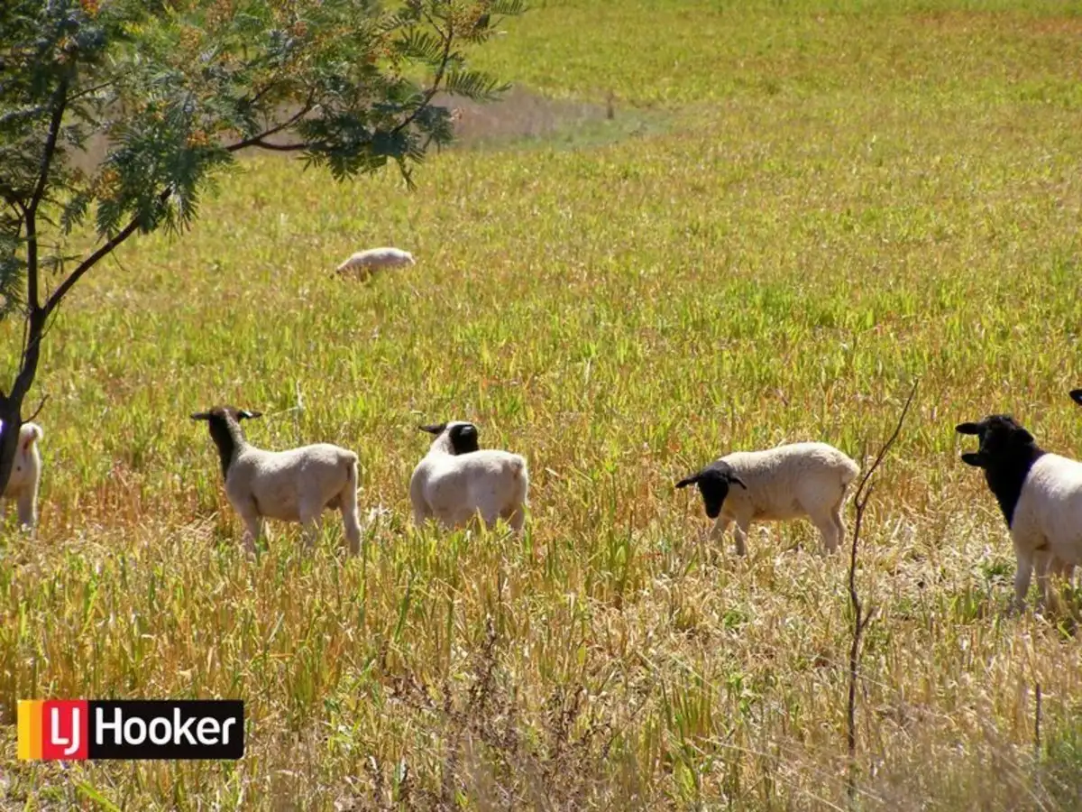 Main view of Homely rural property listing, 191 Halls Lane, Bukkulla NSW 2360