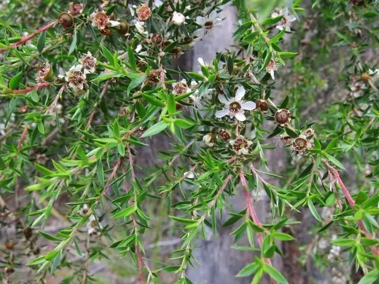 Seventh view of Homely land listing, Lilla/Villa Tasman Highway, Bicheno TAS 7215