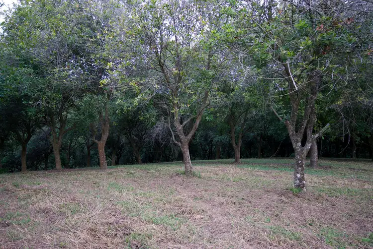 Third view of Homely land listing, 174 Mitchells Road, Valla NSW 2448