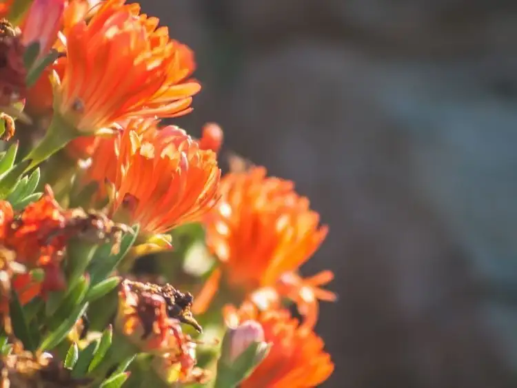 Fifth view of Homely house listing, 2 Lorikeet Road, Mount Barker SA 5251