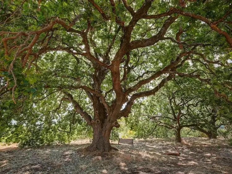 Second view of Homely land listing, 3 Craiglee Close, Coromandel Valley SA 5051