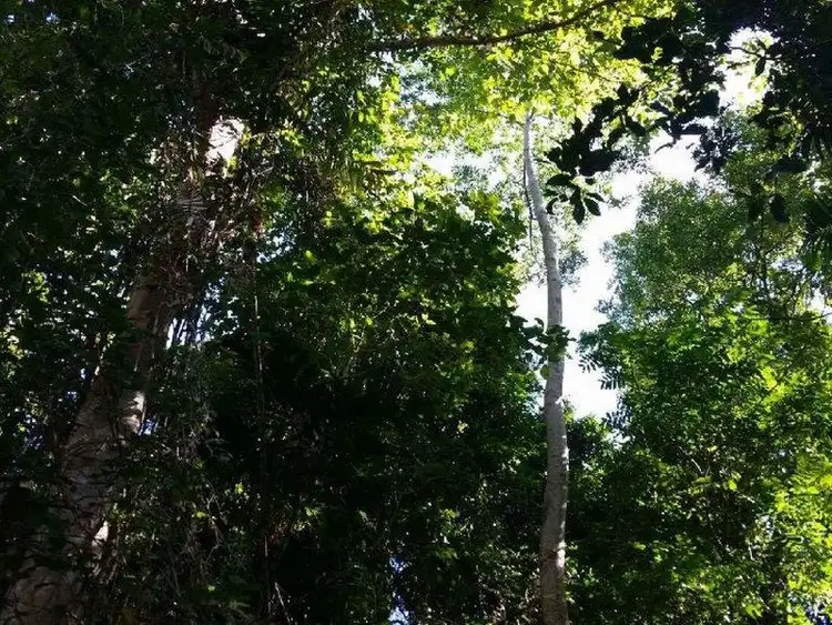 Sixth view of Homely land listing, 185-187 Stanton Road, Smithfield QLD 4878