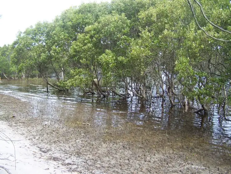 Fifth view of Homely land listing, 8 Myall Street, Pindimar NSW 2324