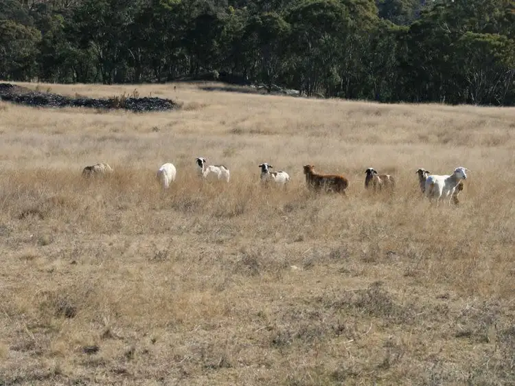 Second view of Homely rural property listing, Lot 348 Loloma Road Dalveen via, Warwick QLD 4370
