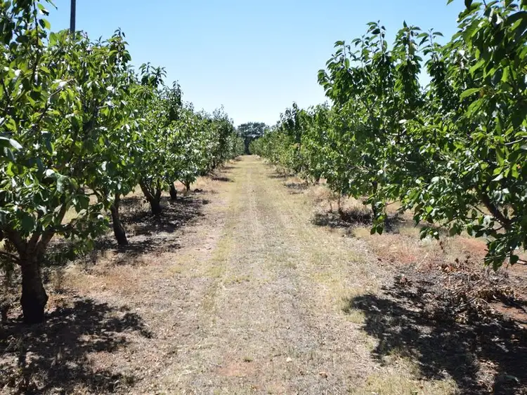 Sixth view of Homely rural property listing, 650 Monteagle Stock Route Rd Eest, Young NSW 2594