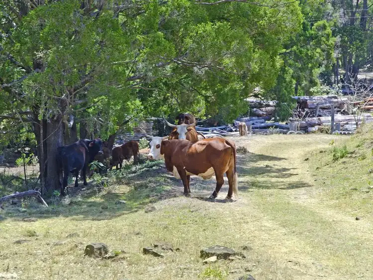 Third view of Homely land listing, Lot 2 - 32 Flying Fox Rd, Canungra QLD 4275