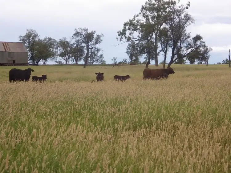 Coleraine Road, Mitchell QLD 4465