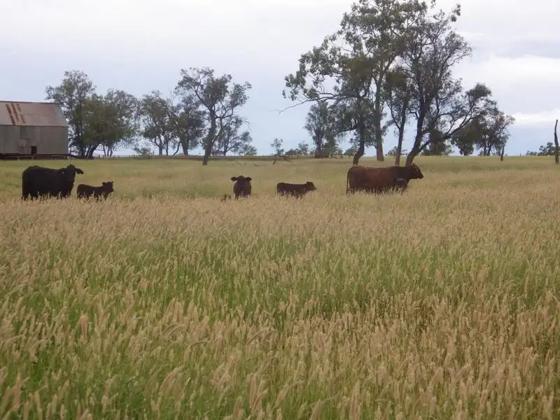 Main view of Homely rural property listing, Coleraine Road, Mitchell QLD 4465