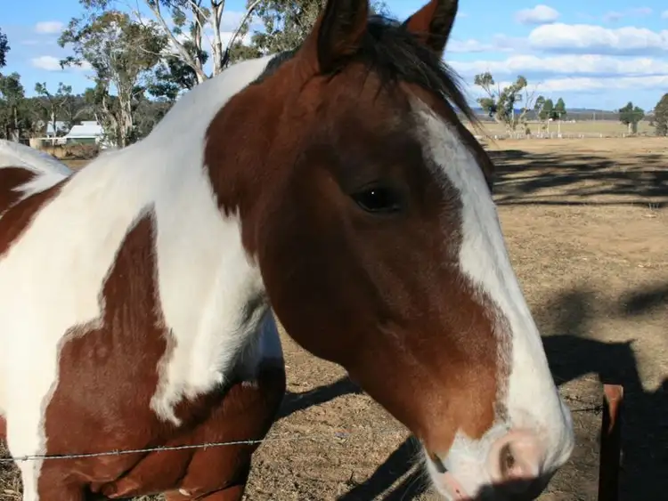 Second view of Homely rural property listing, 20 White Street, Pratten QLD 4370