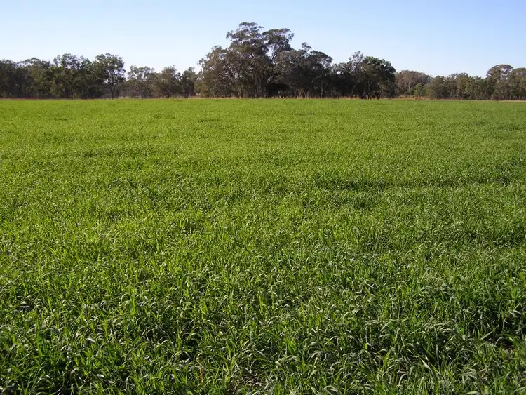 Second view of Homely rural property listing, 40 Hills Lane, Inverell NSW 2360