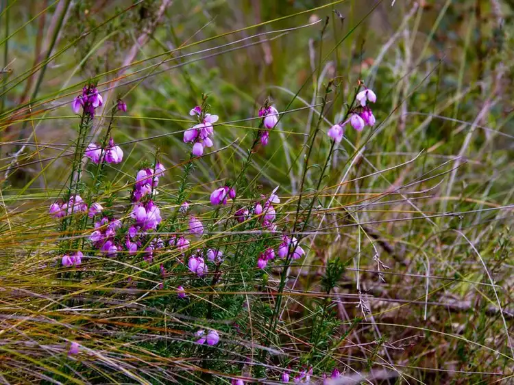 Sixth view of Homely land listing, Section 33 Longwood Road, Bradbury SA 5153