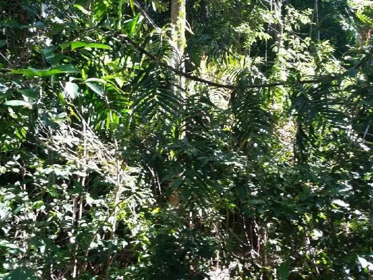 Seventh view of Homely land listing, 185-187 Stanton Road, Smithfield QLD 4878