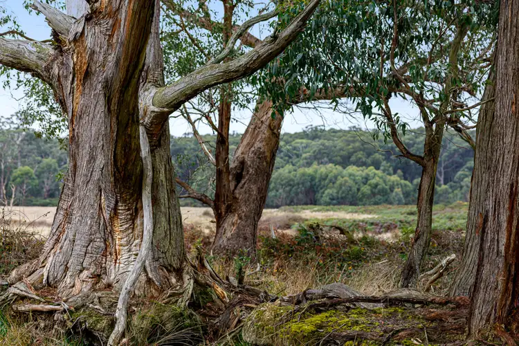 Seventh view of Homely land listing, Lot 5a Ted Lyons Road, Navigators VIC 3352