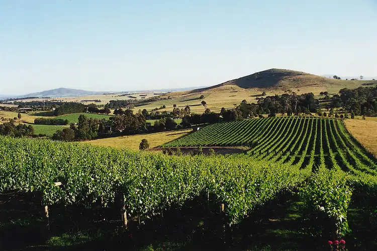 Fourth view of Homely rural property listing, Allinda Winery - 119 Lorimers Lane, Dixons Creek VIC 3775