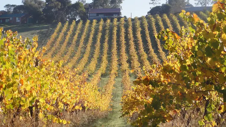 Sixth view of Homely rural property listing, Allinda Winery - 119 Lorimers Lane, Dixons Creek VIC 3775