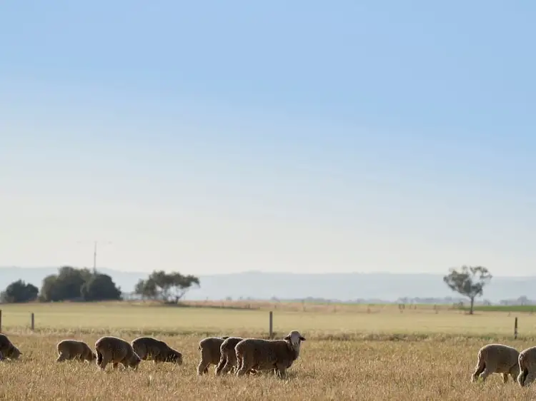Seventh view of Homely land listing, LOT 520 Address Supplied on Request Avenue, Mallala SA 5502