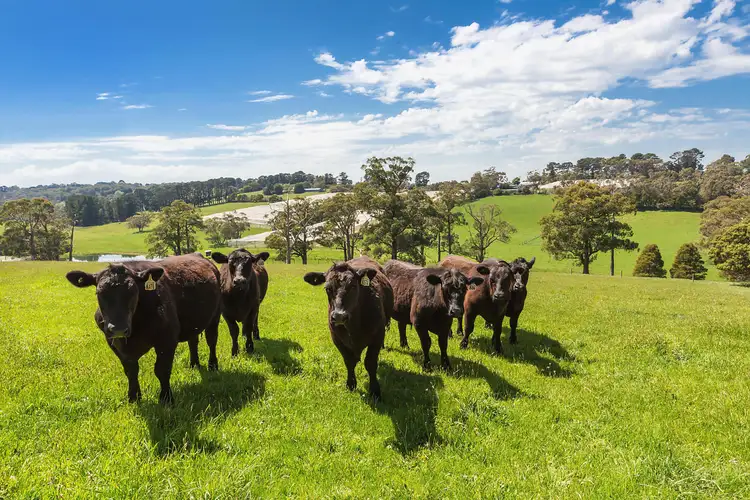 Fourth view of Homely land listing, 181 William Road, Red Hill VIC 3937