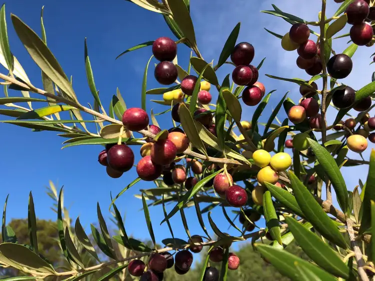 Sixth view of Homely land listing, Lot/102 Wildcoast Road, Portsea VIC 3944