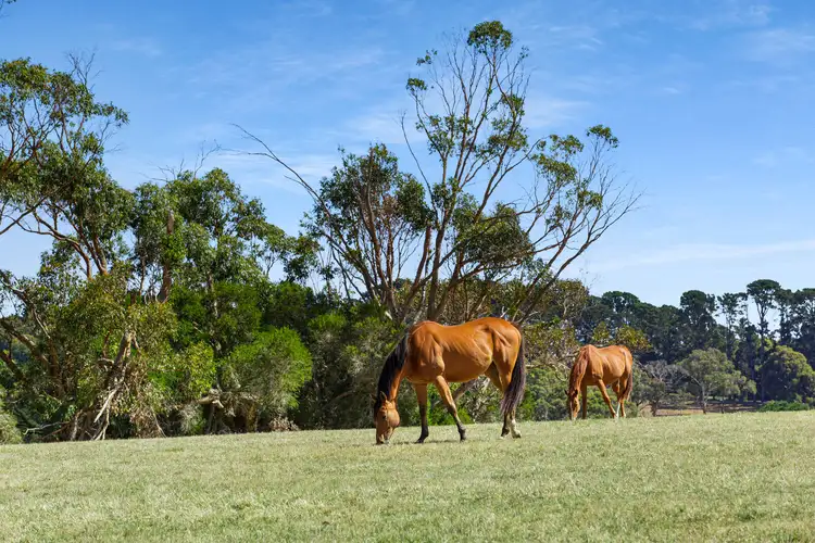 Third view of Homely house listing, 177 Main Creek Road, Red Hill VIC 3937