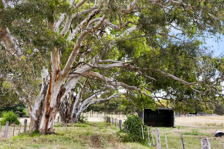 Sixth view of Homely rural property listing, 225 Murradoc. Road, Drysdale VIC 3222