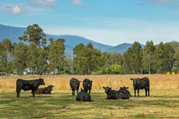 Sixth view of Homely rural property listing, Lots 1 & 3 Goulburn Valley Highway, Thornton VIC 3712