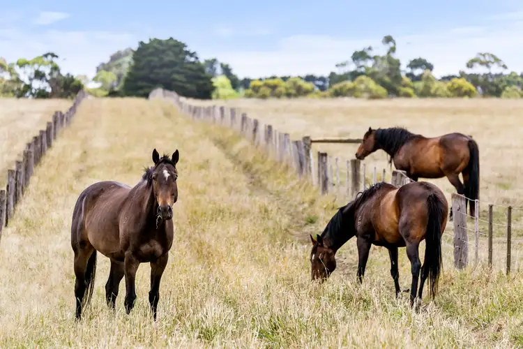 Fourth view of Homely rural property listing, 225 Murradoc Road, Drysdale VIC 3222
