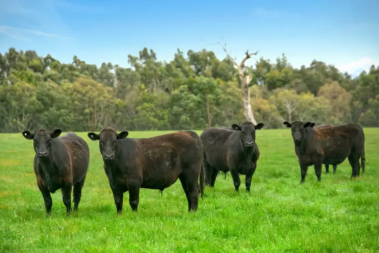 Fifth view of Homely rural property listing, 2904-2940 Cape Otway Road, Winchelsea VIC 3241