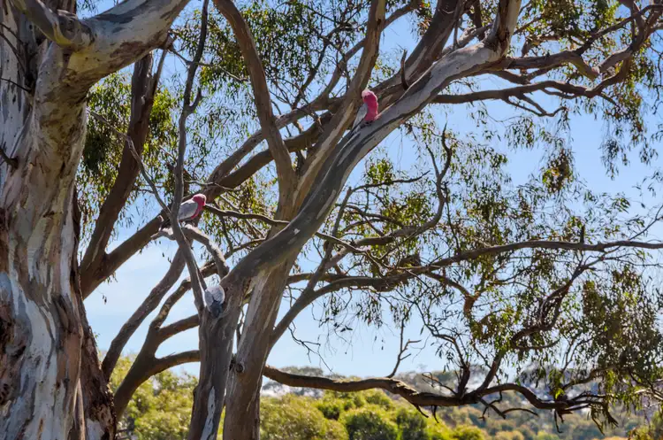 Fourth view of Homely land listing, Stage 5A - Yellow Gums Estate, Ocean Grove VIC 3226