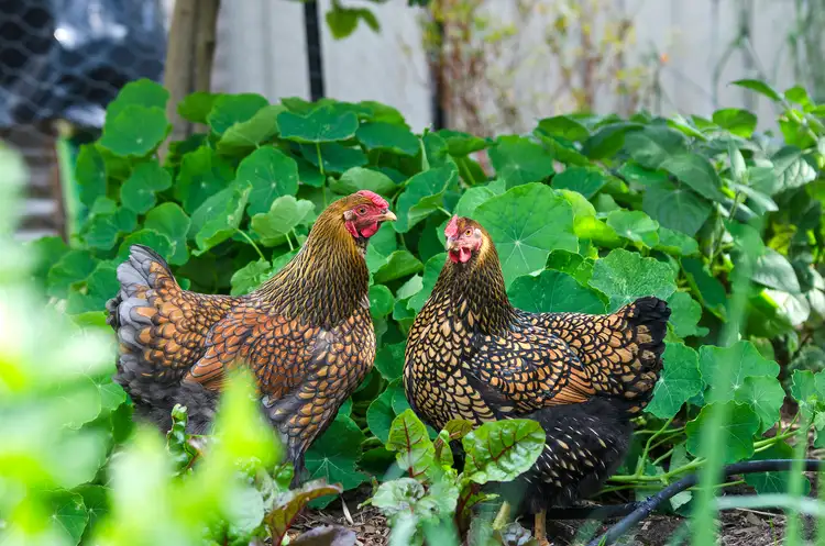 Sixth view of Homely house listing, 50 Somerdale Avenue, Ocean Grove VIC 3226