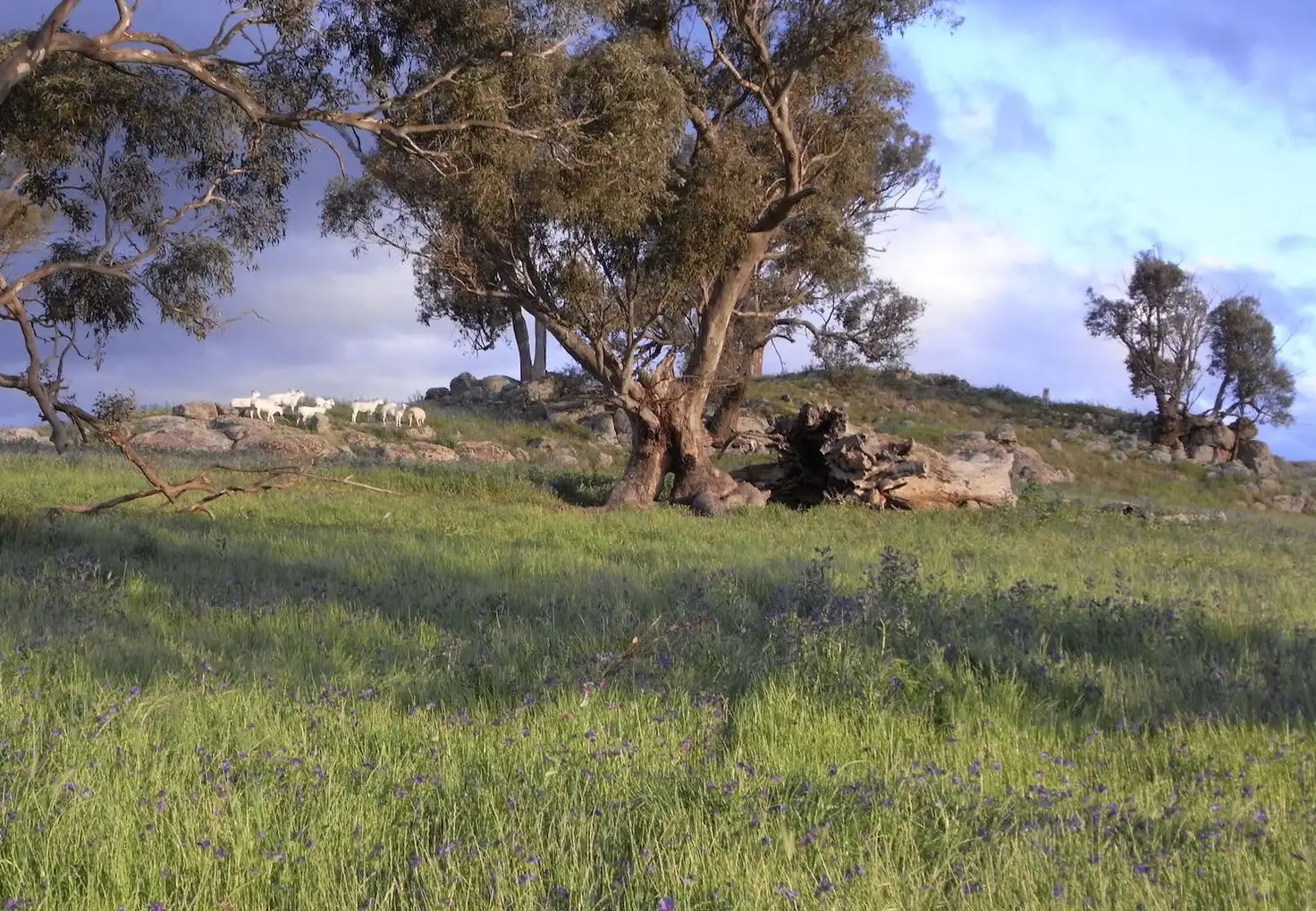 Main view of Homely rural property listing, 2305 Wymah Road, Wymah NSW 2640