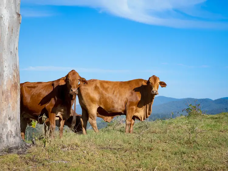 Fourth view of Homely rural property listing, 251 Mt Pleasant Road, Mount Pleasant QLD 4521