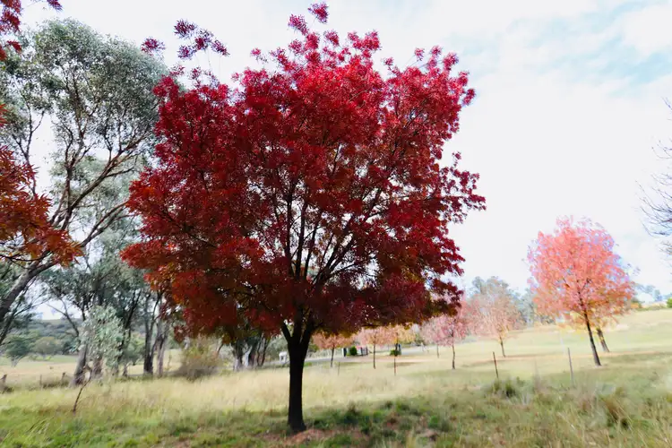 Second view of Homely rural property listing, 2081 Sofala Road, Peel NSW 2795
