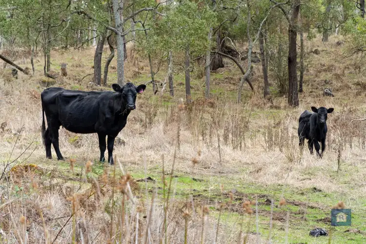 Fifth view of Homely rural property listing, 257 Sextons Rd, Swan Marsh VIC 3249