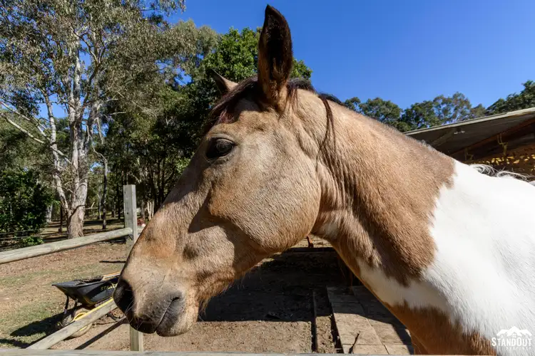 Second view of Homely rural property listing, 45 Richards Court, Bellmere QLD 4510