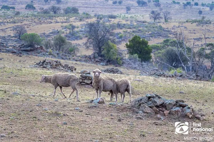 Section 359 Law Road, Rockleigh SA 5254