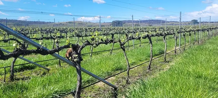 Sixth view of Homely rural property listing, 15094 Tasman Highway, Cranbrook TAS 7190