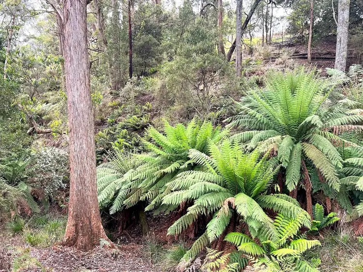 Sixth view of Homely rural property listing, 960 Calder Road, Calder TAS 7325