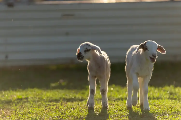 Third view of Homely land listing, 50 White Box Place, Springvale NSW 2650