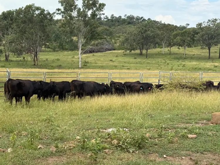 Fifth view of Homely rural property listing, 619 Harding Road, Alton Downs QLD 4702