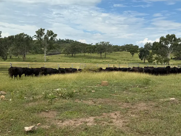 Sixth view of Homely rural property listing, 619 Harding Road, Alton Downs QLD 4702