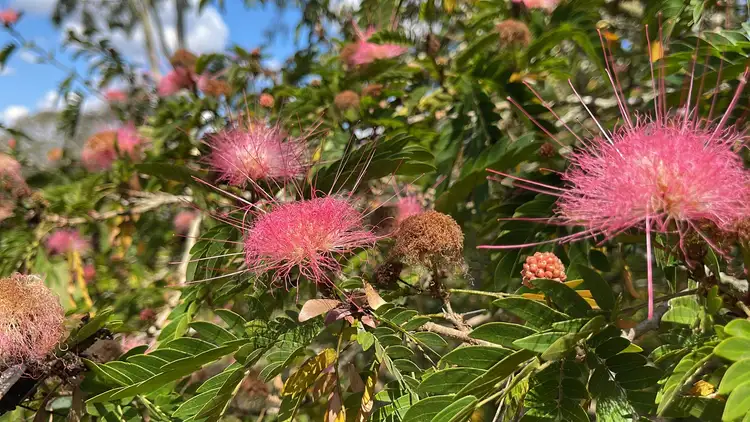 Seventh view of Homely house listing, 94 Lyndon Way, Karalee QLD 4306