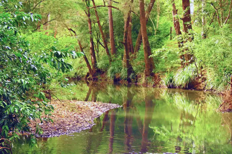 Third view of Homely rural property listing, 84 Kings Creek Road, Krambach NSW 2429